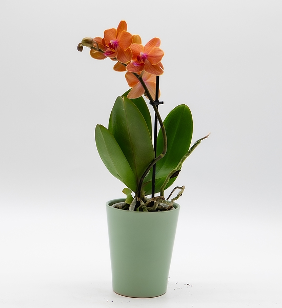 Orchidée Phalaenopsis