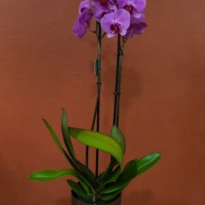 Orchidée Phalaenopsis disponible chez Ma Canopée & Co à Rennes