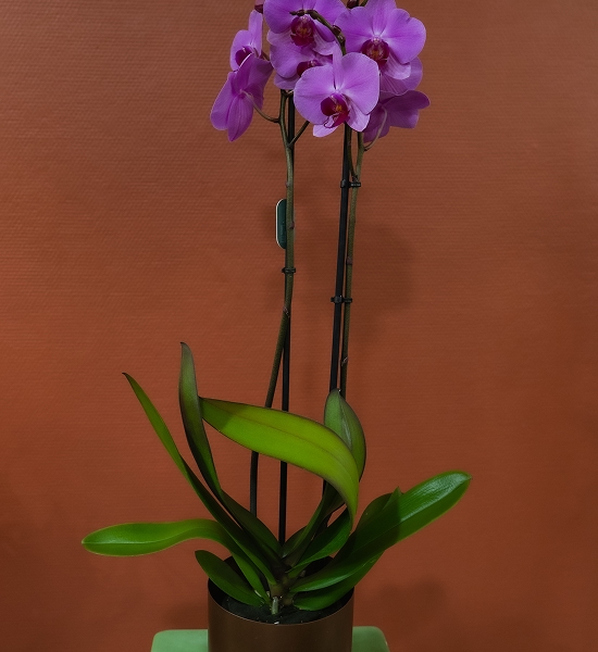 Orchidée Phalaenopsis