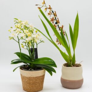 orchidees-phalaenopsis-oncidium-composition