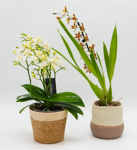 Orchidées
