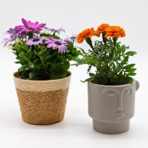 fleurs d’extérieur disponible chez Ma Canopée & Co à Rennes