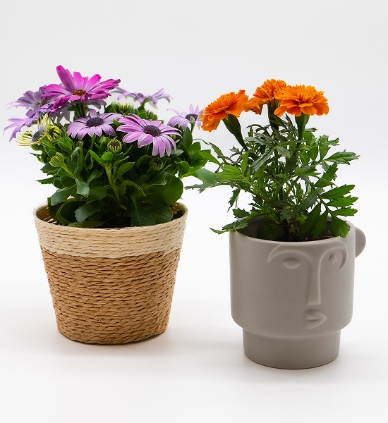 fleurs d&rsquo;extérieur