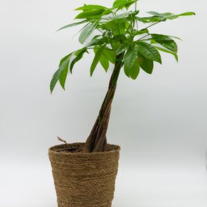 Pachira aquatica disponible chez Ma Canopée & Co à Rennes