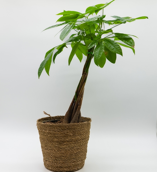 Pachira aquatica