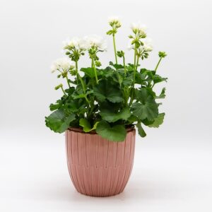 Géranium / Pelargonium blanc disponible chez Ma Canopée & Co à Rennes