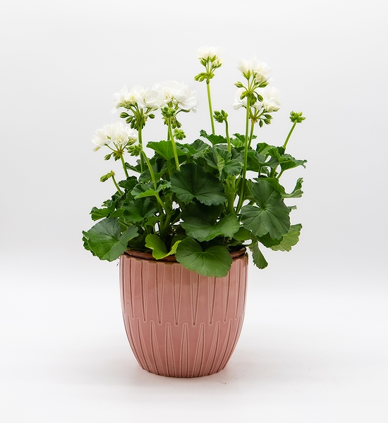 Géranium / Pelargonium blanc