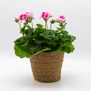 Géranium / Pelargonium rose disponible chez Ma Canopée & Co à Rennes