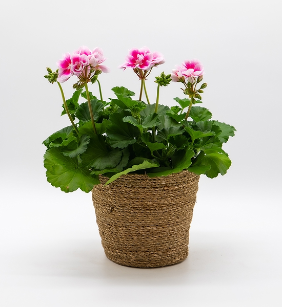 Géranium / Pelargonium rose
