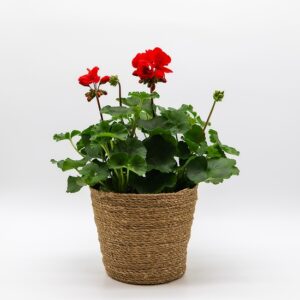 Géranium / Pelargonium rouge disponible chez Ma Canopée & Co à Rennes