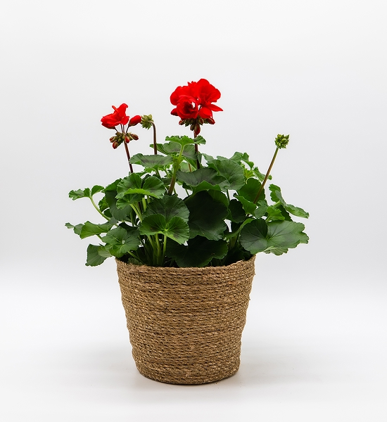 Géranium / Pelargonium rouge