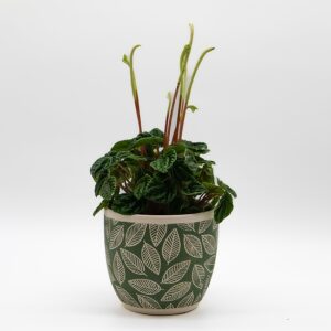 peperomia-obtusifolia-pot-feuilles