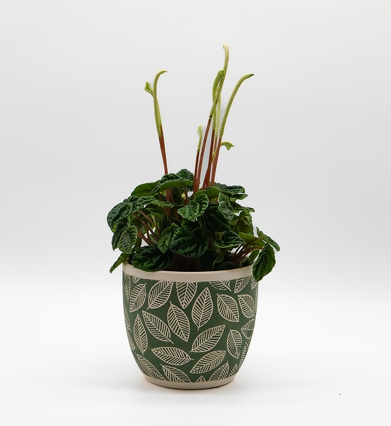 Peperomia