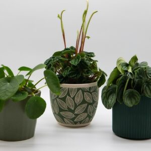 peperomia-obtusifolia-trio-pots-deco