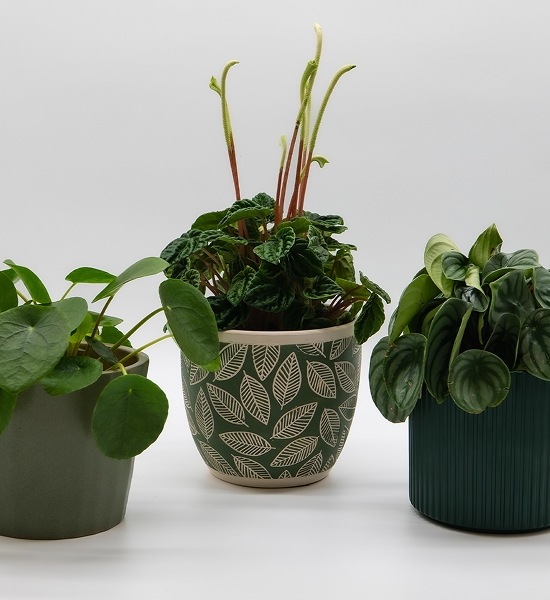Peperomia Trio