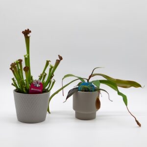 Plantes carnivores disponible chez Ma Canopée & Co à Rennes