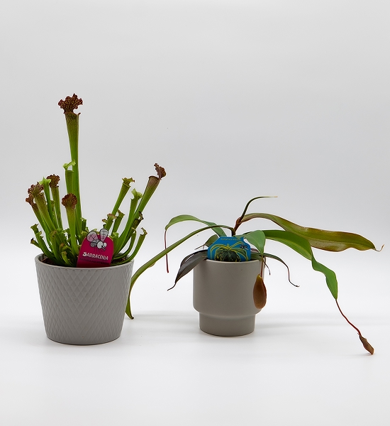 Plantes carnivores