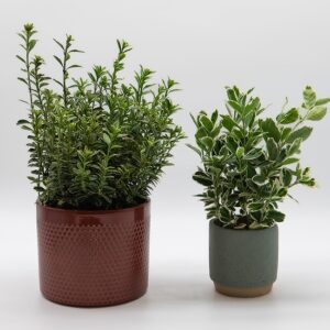 Romarin et thym disponible chez Ma Canopée & Co à Rennes