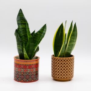 Sansevieria / Langue de belle-mère disponible chez Ma Canopée & Co à Rennes