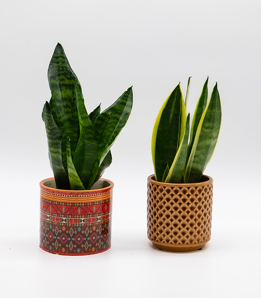 Sansevieria / Langue de belle-mère