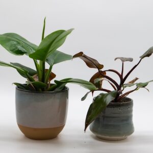 spathiphyllum-begonia-composition-pots