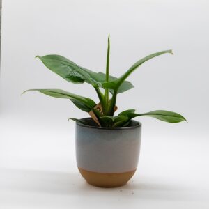 Philodindron disponible chez Ma Canopée & Co à Rennes