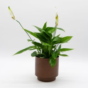 Spathiphyllum / Fleur de lune disponible chez Ma Canopée & Co à Rennes