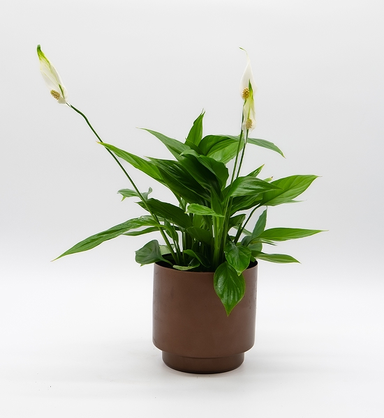 Spathiphyllum / Fleur de lune