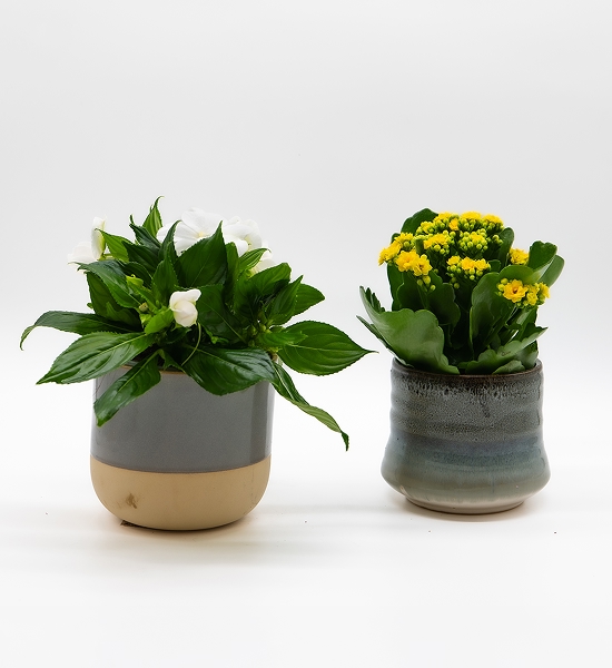Spathiphyllum et kalanchoé