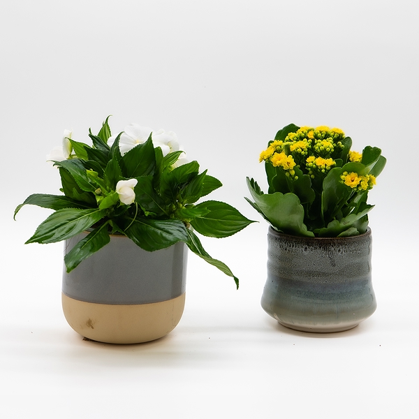 Toutes les plantes