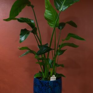 Strelitzia nicolai disponible chez Ma Canopée & Co à Rennes
