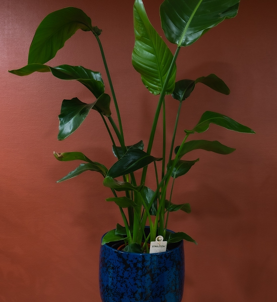 Strelitzia nicolai
