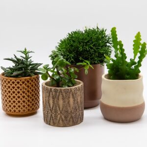 Succulentes assorties disponible chez Ma Canopée & Co à Rennes