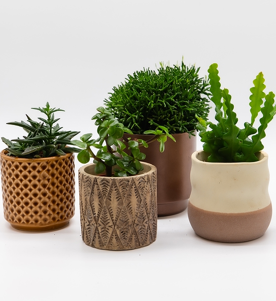 Succulentes assorties