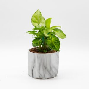 Syngonium disponible chez Ma Canopée & Co à Rennes