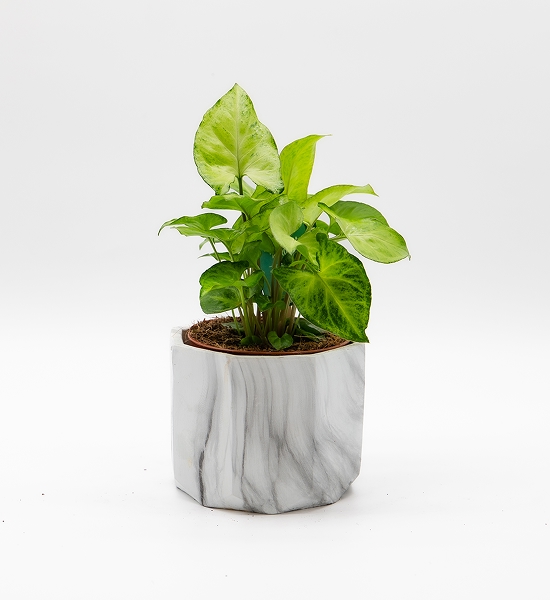 Syngonium