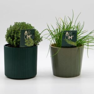 Thym et ciboulette disponible chez Ma Canopée & Co à Rennes