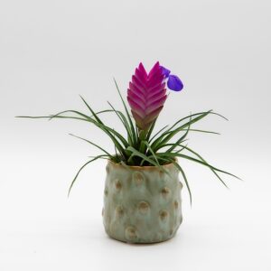 Tillandsia cyanea disponible chez Ma Canopée & Co à Rennes