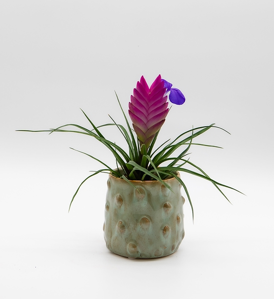 Tillandsia cyanea