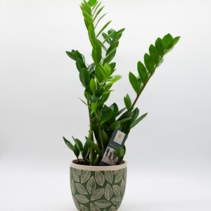 Zamioculcas disponible chez Ma Canopée & Co à Rennes