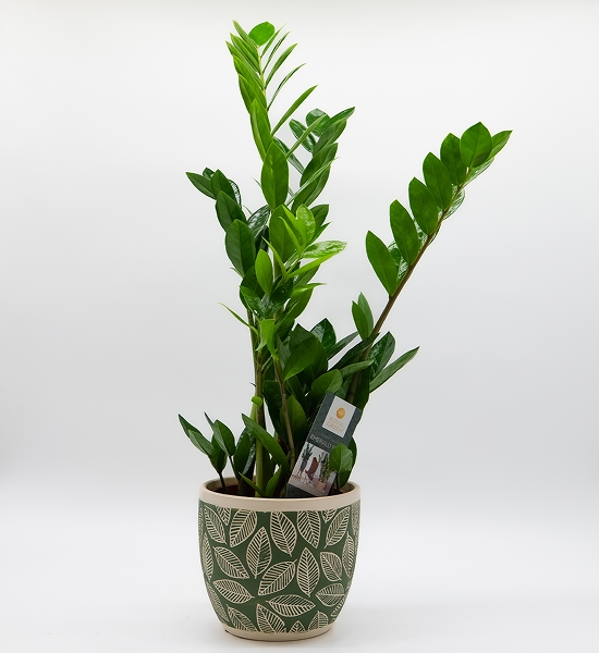 Zamioculcas