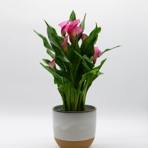 Arum Calla disponible chez Ma Canopée & Co à Rennes