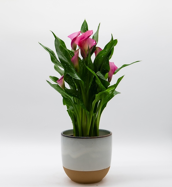 Arum Calla