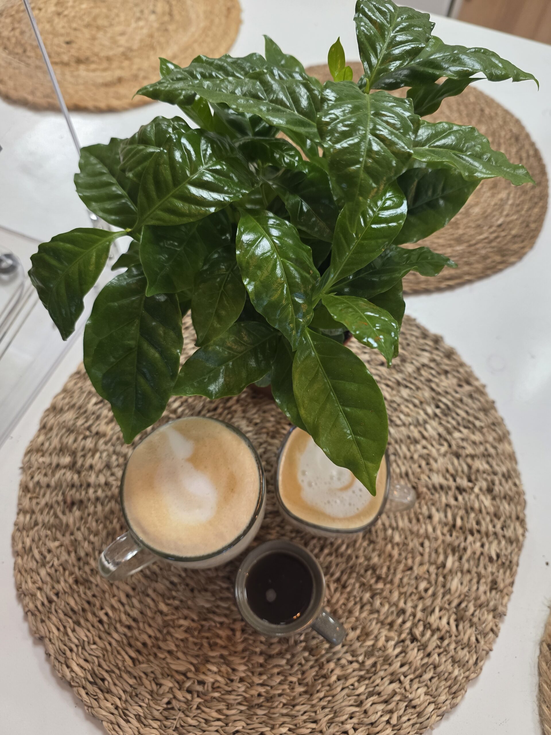 Atelier Découverte du café