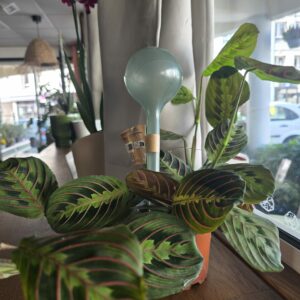 Goutteur D&rsquo;arrosage disponible chez Ma Canopée & Co à Rennes