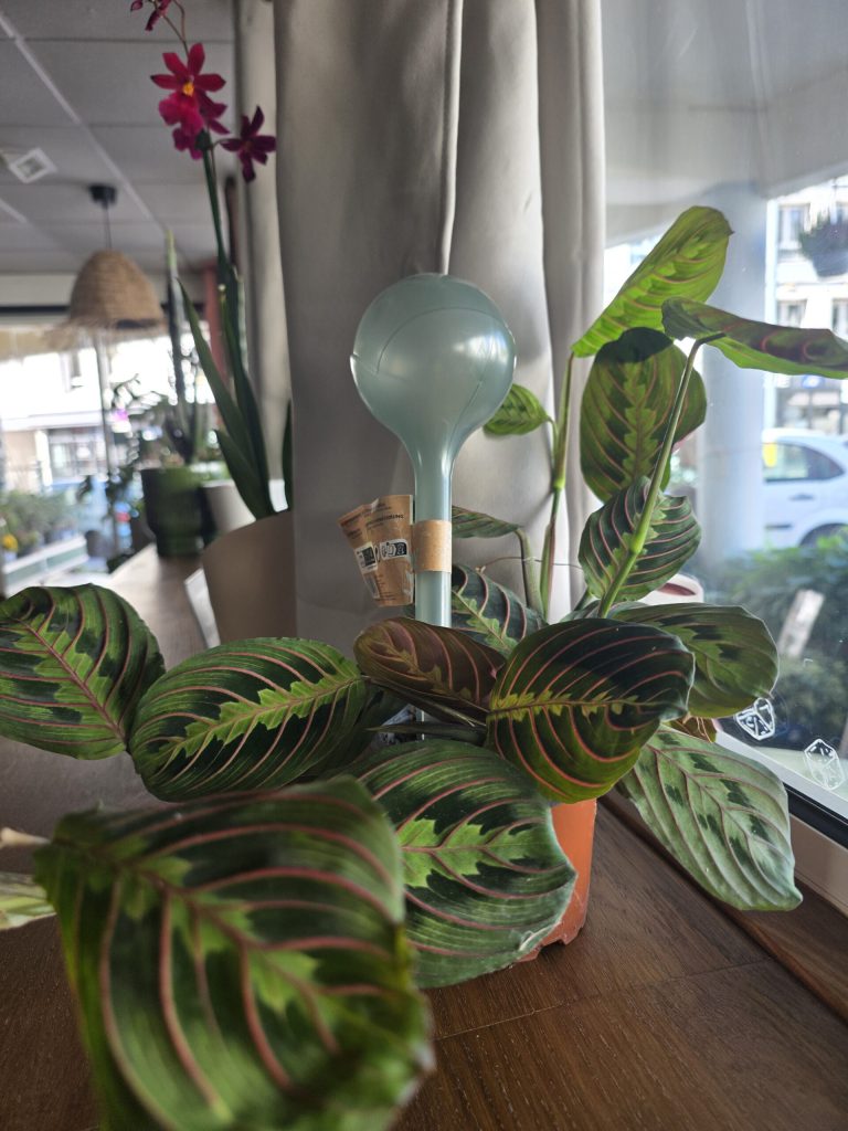 Outils & accessoires pour plantes