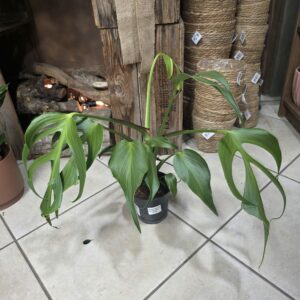 Monstera Burle Marx Flame disponible chez Ma Canopée & Co à Rennes