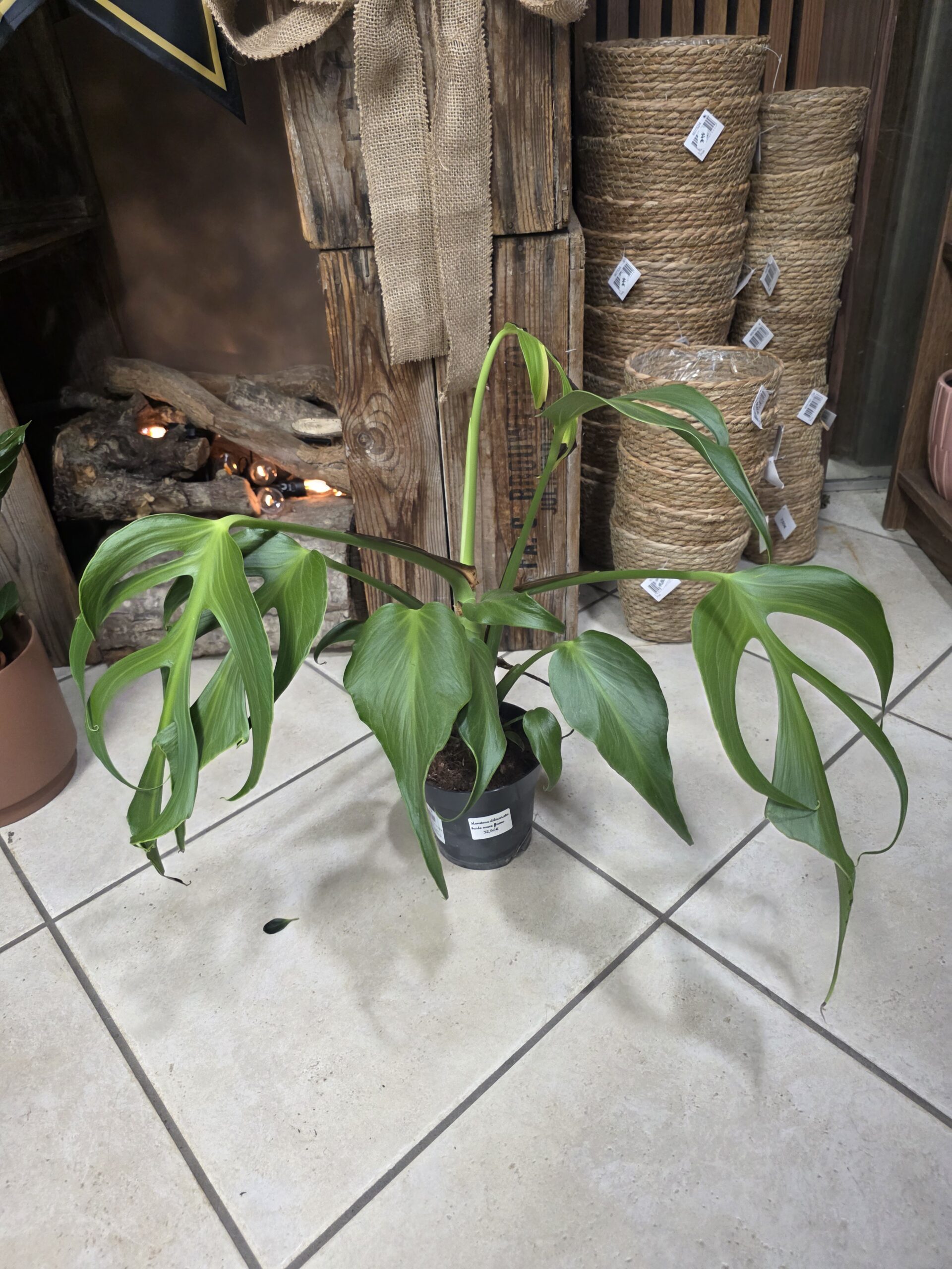 Monstera Burle Marx Flame disponible chez Ma Canopée & Co à Rennes