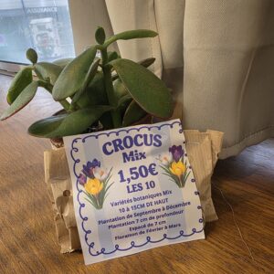 Bulbes Mix Crocus disponible chez Ma Canopée & Co à Rennes