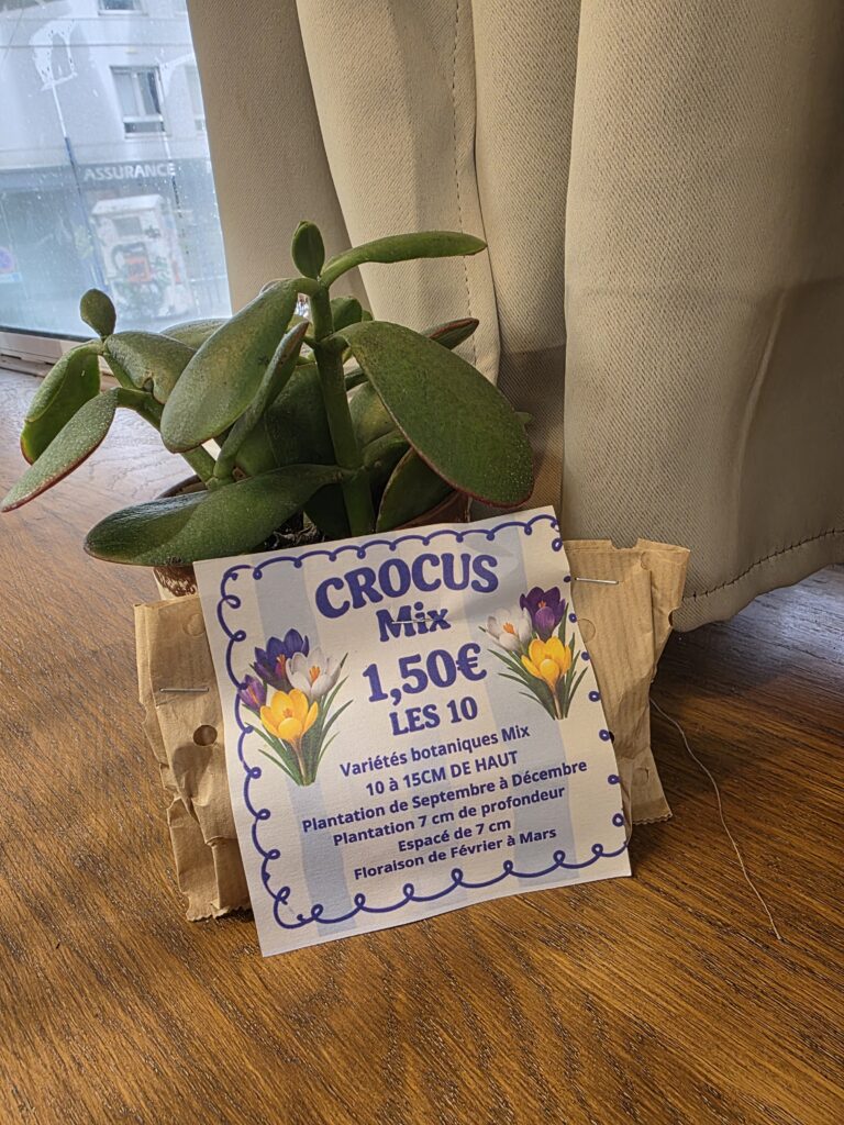 Bulbes Mix Crocus